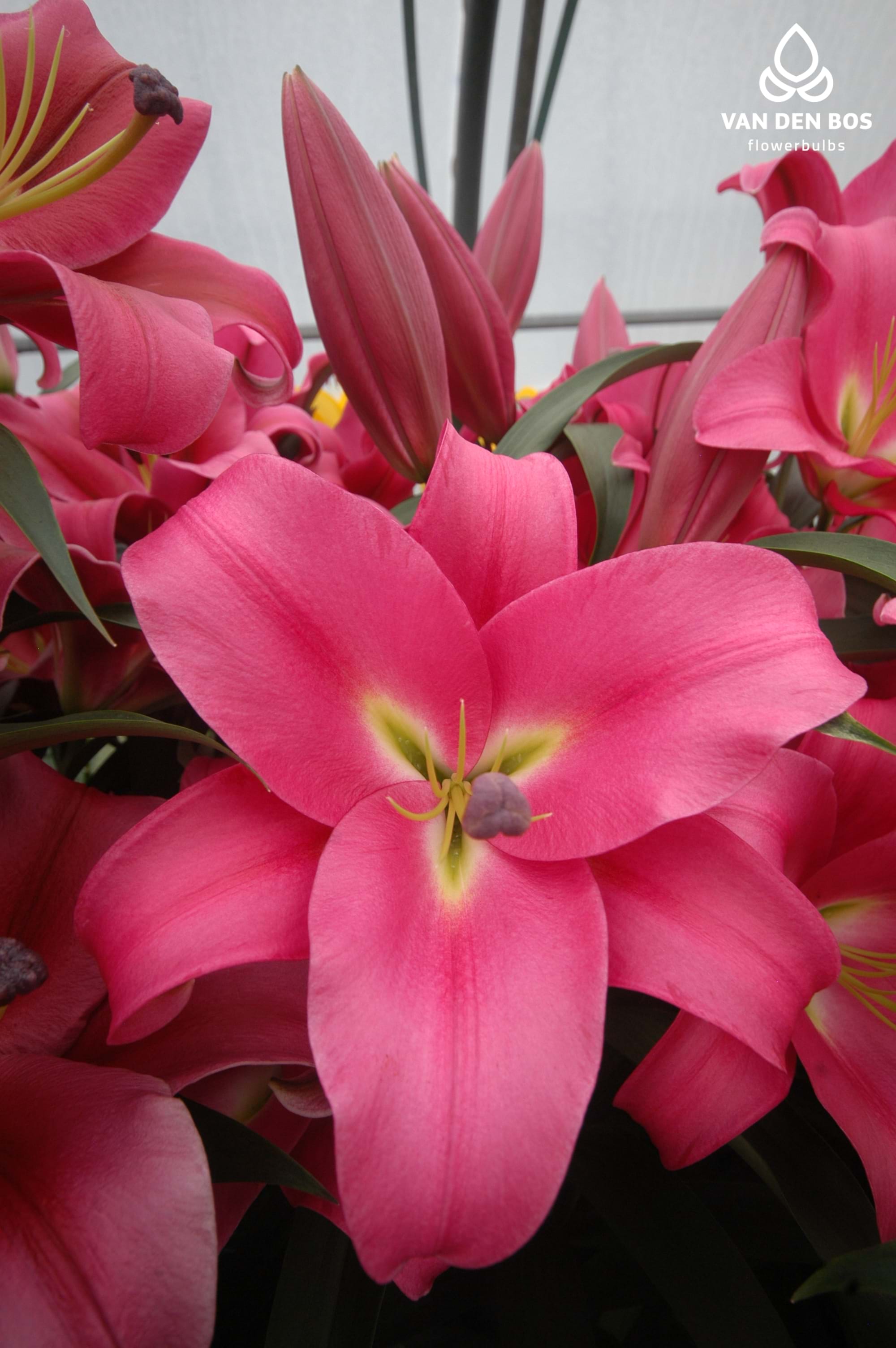 Lilium O.T. 'Profundo'